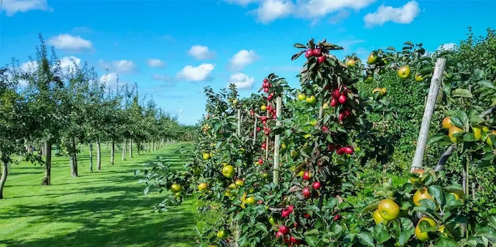 باغ میوه های تابستانی در شیرگاه