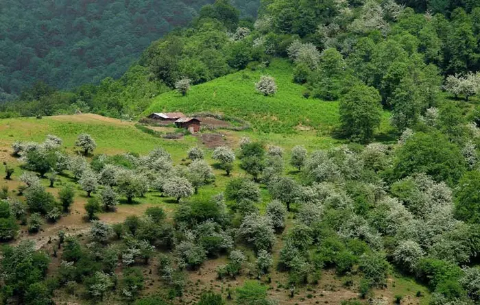 روستای سر سبز سنگچال 213524