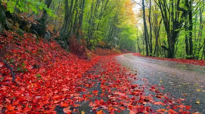 جاده آسفالت شده و برگ ریزان درختان قرمز جنگل نارنجلو مازندران 486978