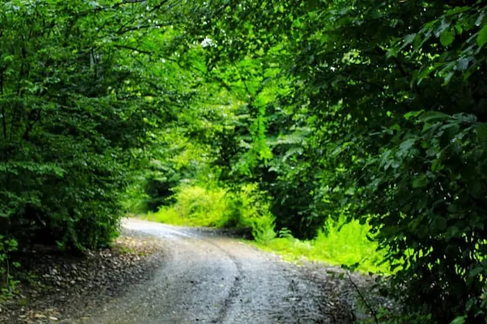 جاده بارانی و درختان سرسبز جنگل نارنجلو 54878