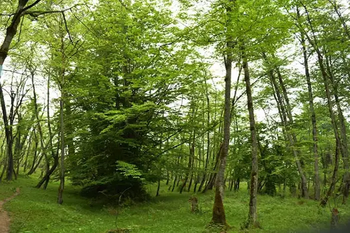 جنگل نارنجلو و درتان سرسبز در استان مازندران 4568748