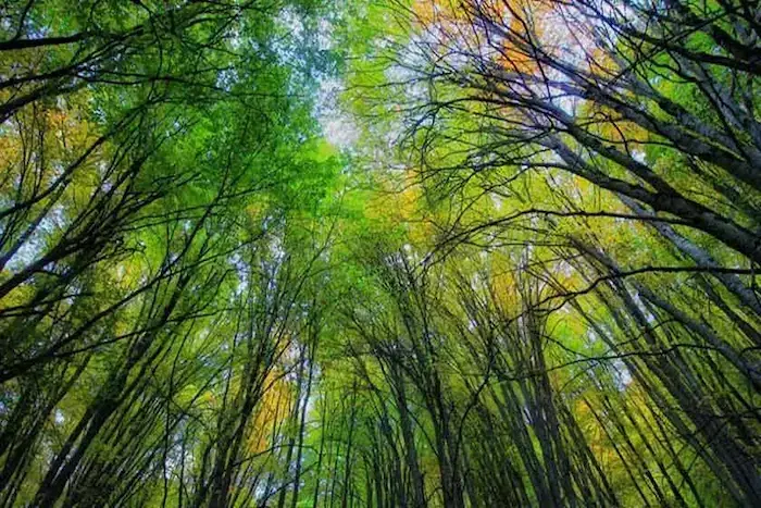 جنگل نارنجلو با درختان سرسبز بلند قامت در استان مارندران 68497