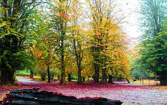 جنگل پاییزی زرد و قرمز رنگ جنگل نارنجلو، یکی از جاهای دیدنی بابل 587487