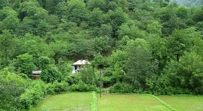 خانه روستای در دل جنگل نارنجلو سرسبز 269786