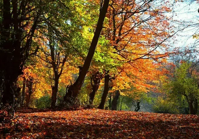 پارک جنگلی بزچفت در فصل پاییز و برگ ریزان ان در مازندران 485647