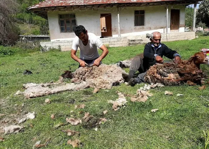 اقتصاد مردم روستای برنت در سوادکوه 5473865748