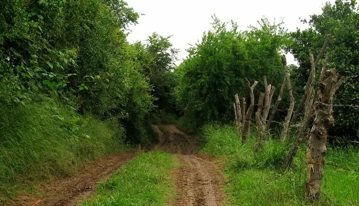 درختان سرسبز روستای کوتنا 5906949056