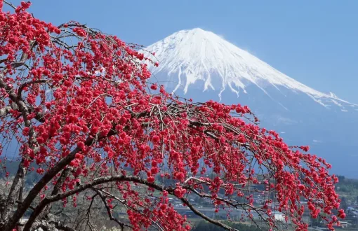شکوفه درخت قرمز در کنار کوه برفی مازندران 65454