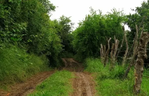 درختان سرسبز روستای کوتنا 5906949056
