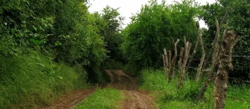 درختان سرسبز روستای کوتنا 5906949056