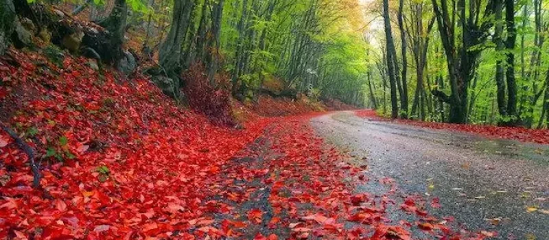 جاده آسفالت شده و برگ ریزان درختان قرمز جنگل نارنجلو مازندران 486978